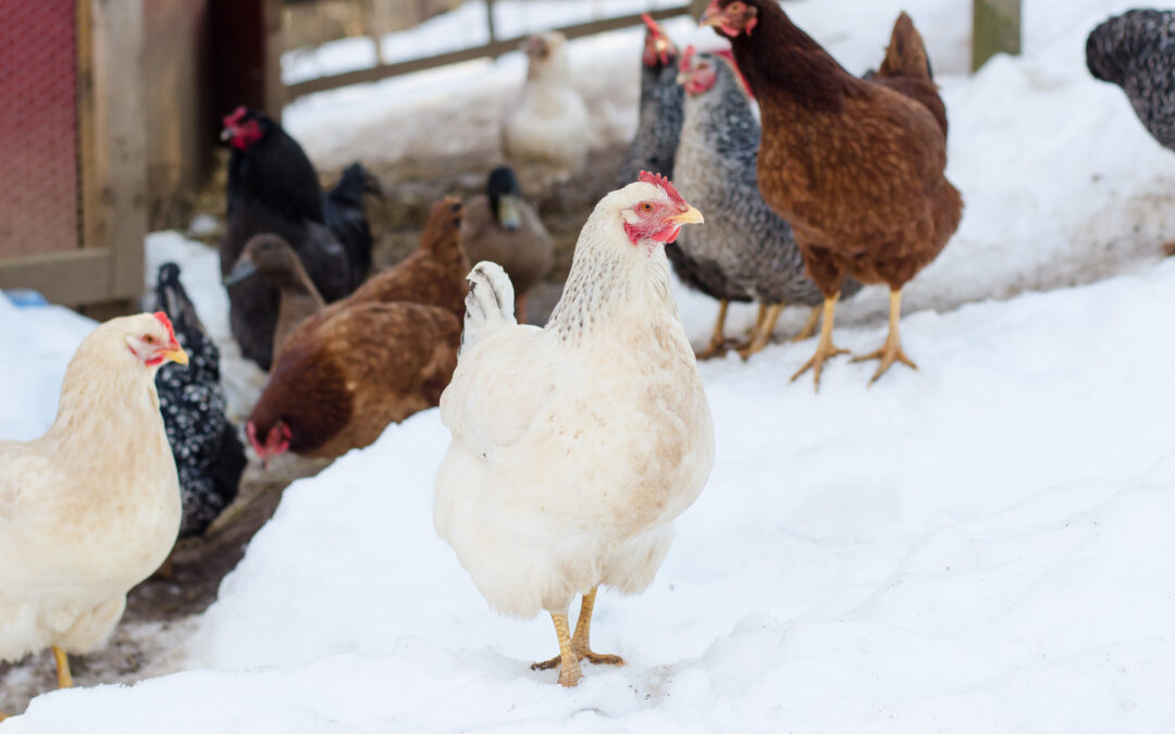 Preparing Your Winter Chicken Coop