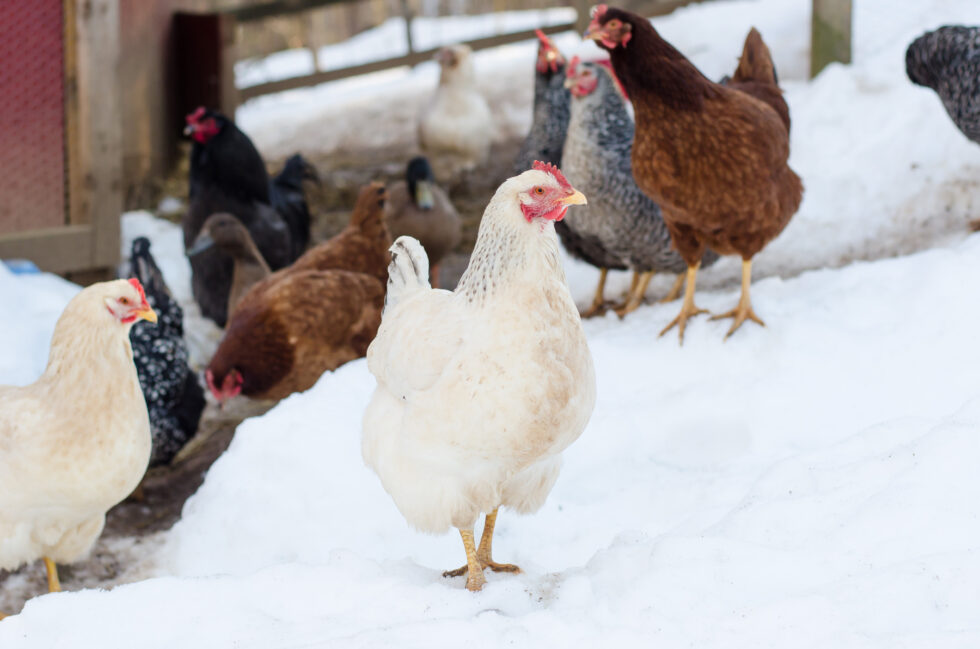 Preparing Your Winter Chicken Coop - Murray McMurray Hatchery Blog