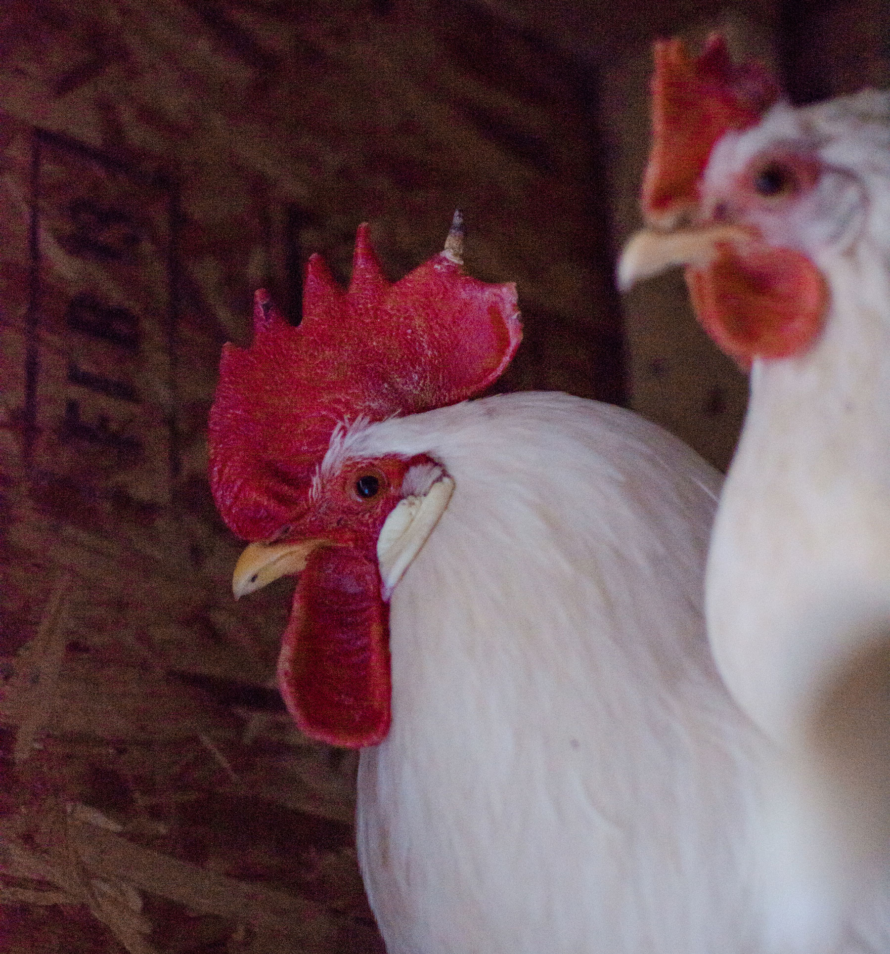 McMurray Hatchery Blog | Winter Chicken Coop | Frostbite