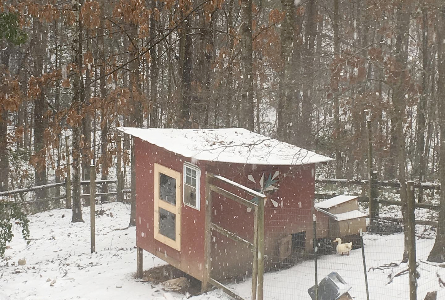 McMurray Hatchery Blog | Winter Chicken Coop | Winterizing Chicken Coops