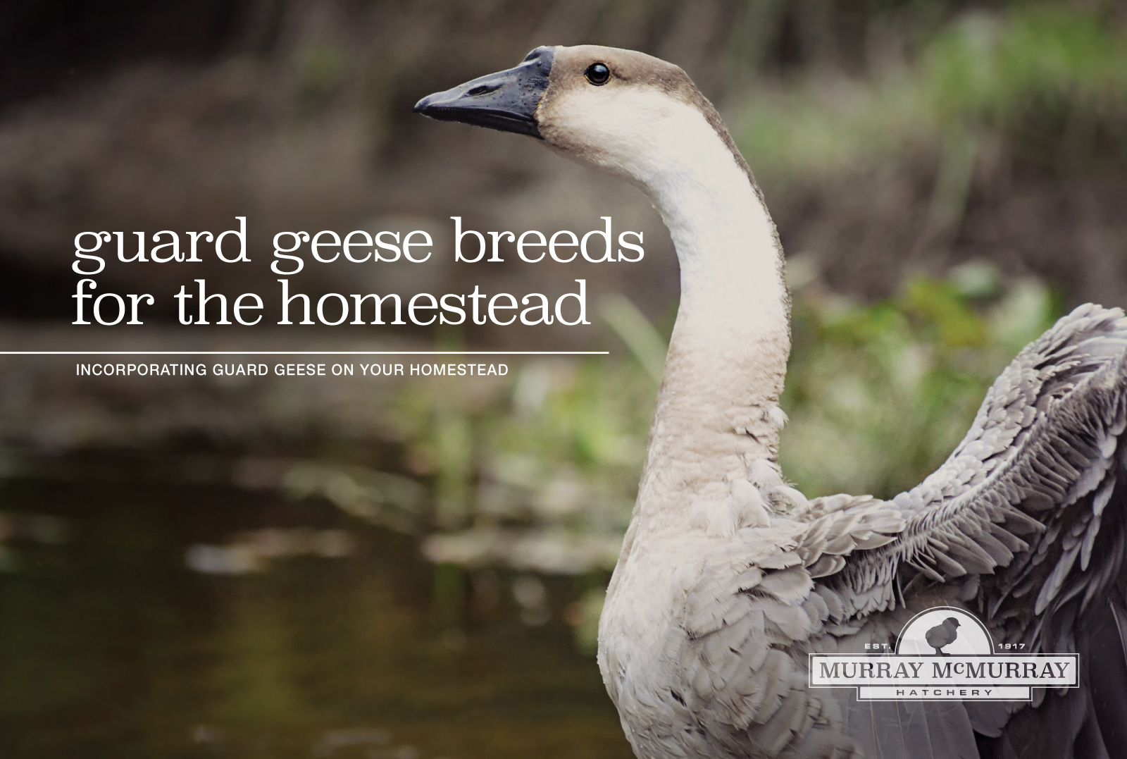 McMurray Hatchery Homesteading Blog | Guard Geese Breeds for the Homestead