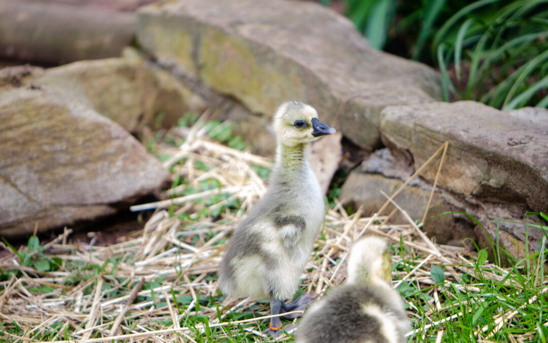 McMurray Hatchery Homesteading Blog | Guard Geese Breeds for the Homestead
