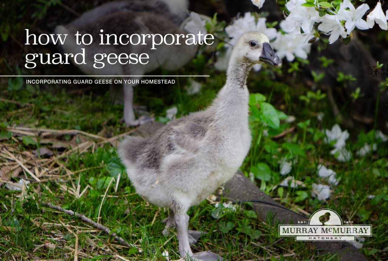 Guard Geese Breeds For A Homestead - Murray McMurray Hatchery Blog