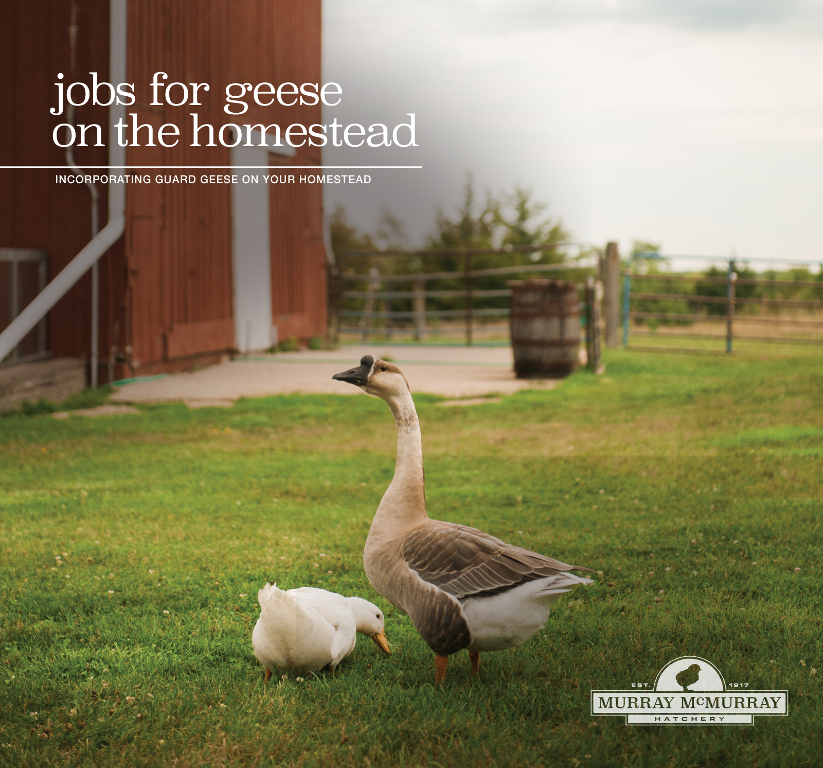 McMurray Hatchery Homestead Blog | Jobs for Geese