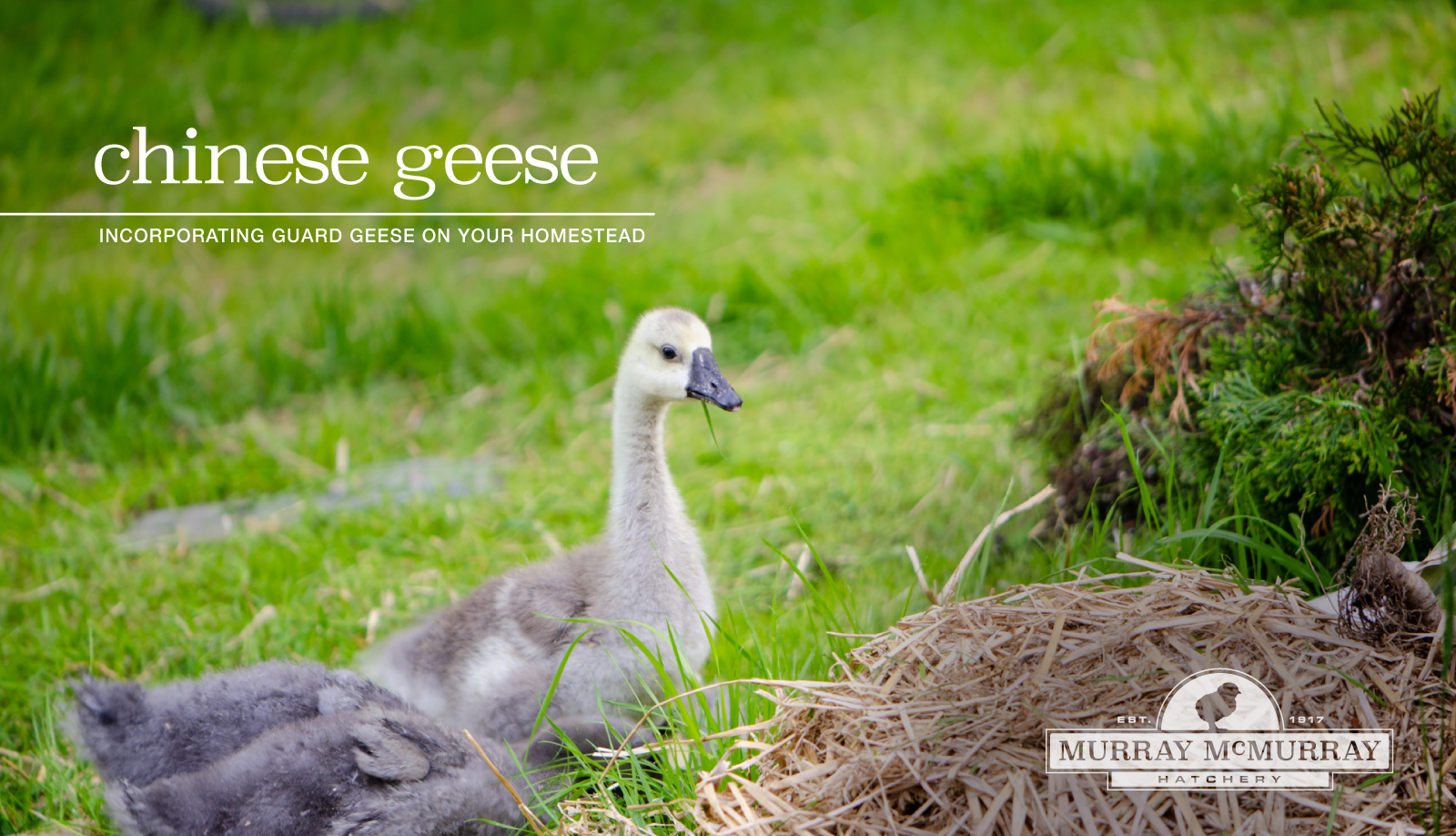 McMurray Hatchery Homesteading Blog | The History of Chinese Geese