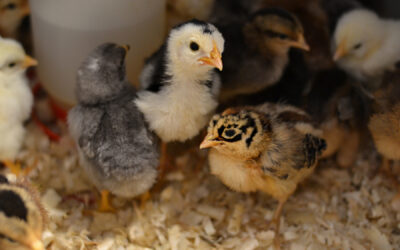 Gail Damerow Discusses Coccidiosis in Chicks and Turkey Poults