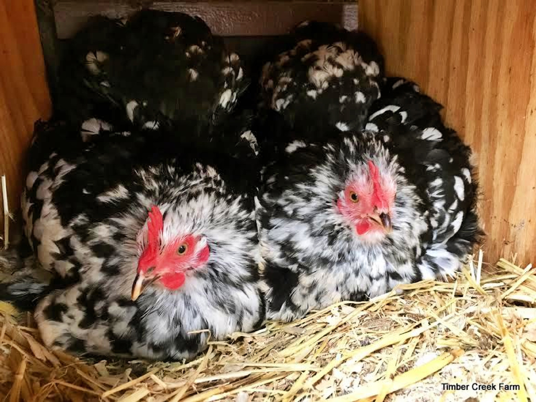 McMurray Hatchery Blog | The Beauty of Bantam Chickens | Mottled Cochin