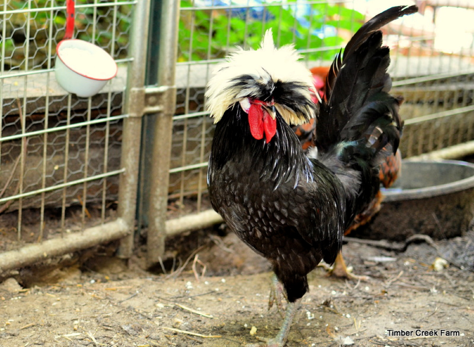 McMurray Hatchery Blog | The Beauty of Bantam Chickens | White Crested Black Polish