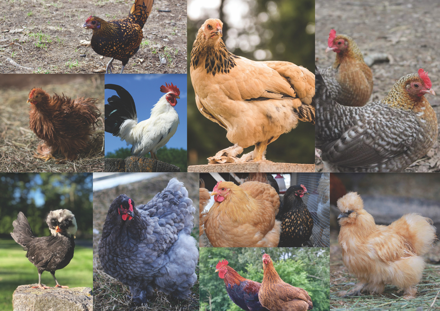 Bantam Breeds