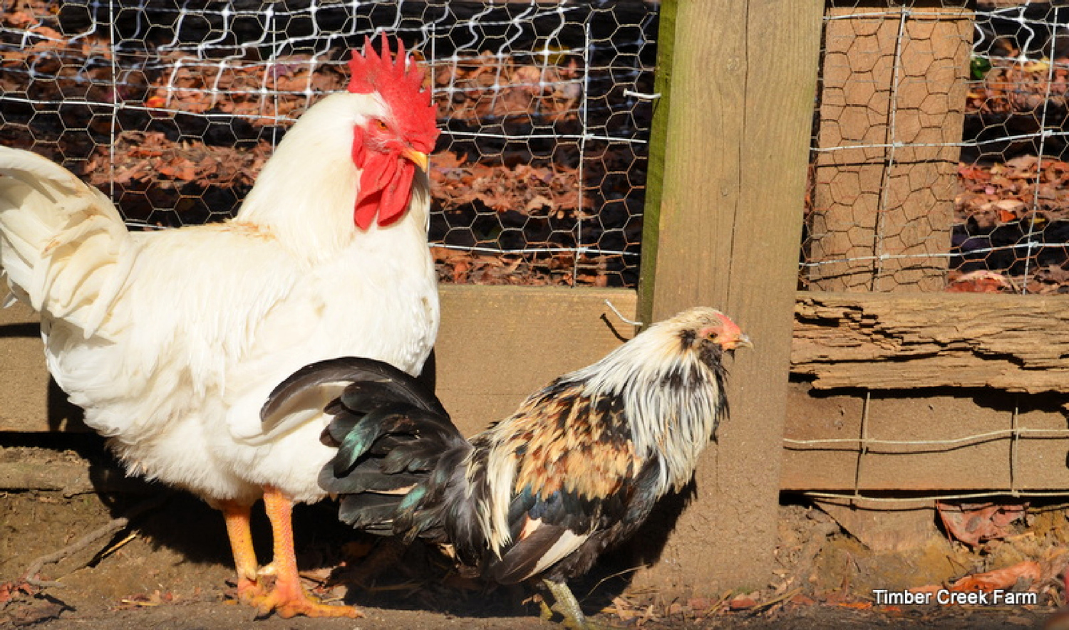 Bantam Chickens Vs Standard