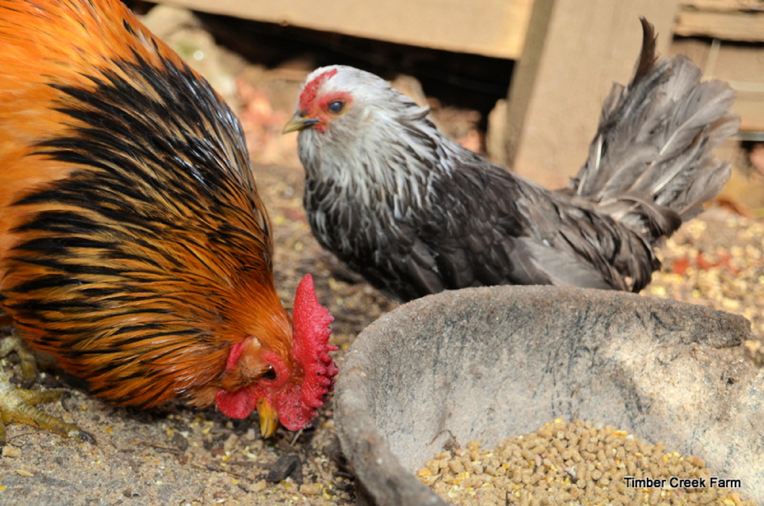 McMurray Hatchery | Raising Bantam Chickens on a Homestead