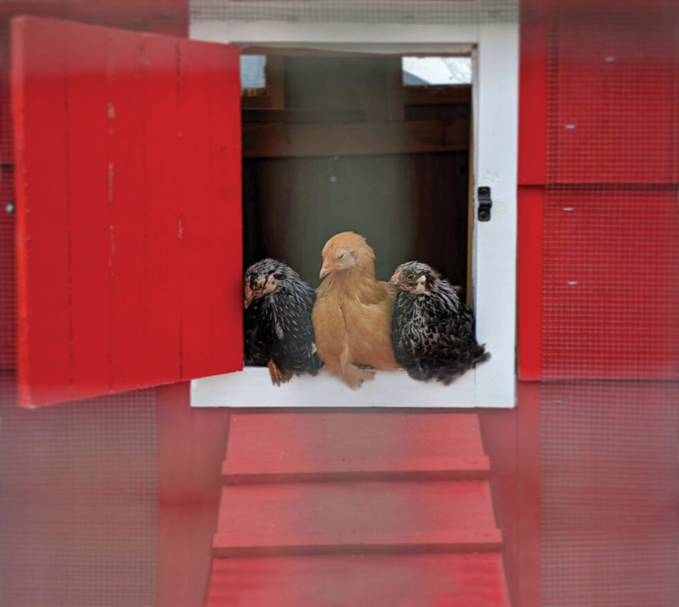 Keeping Snakes Out Of Chicken Coops Murray McMurray Hatchery Blog