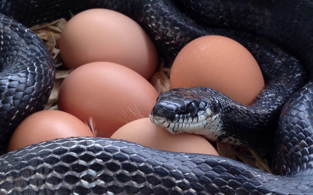 McMurray Hatchery | Keeping Snakes Out of the Chicken Coop