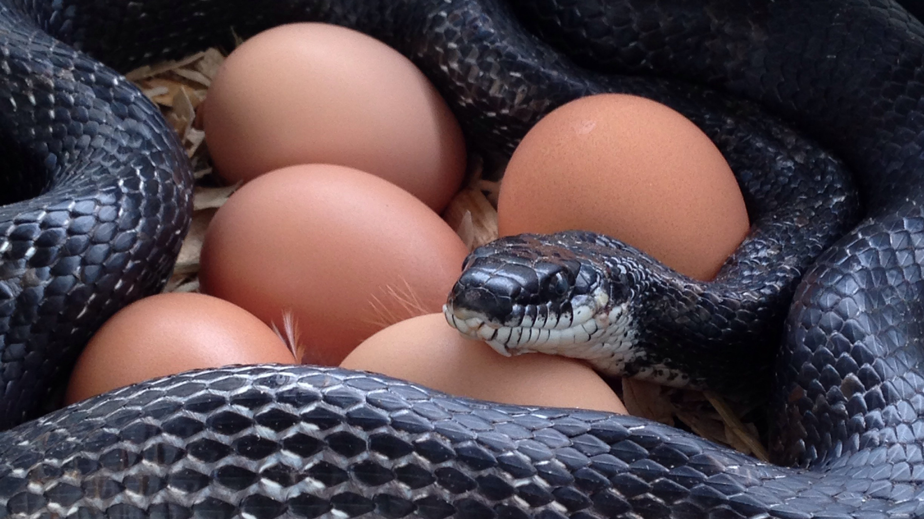 How we tracked the eating habits of snakes in Africa with the help