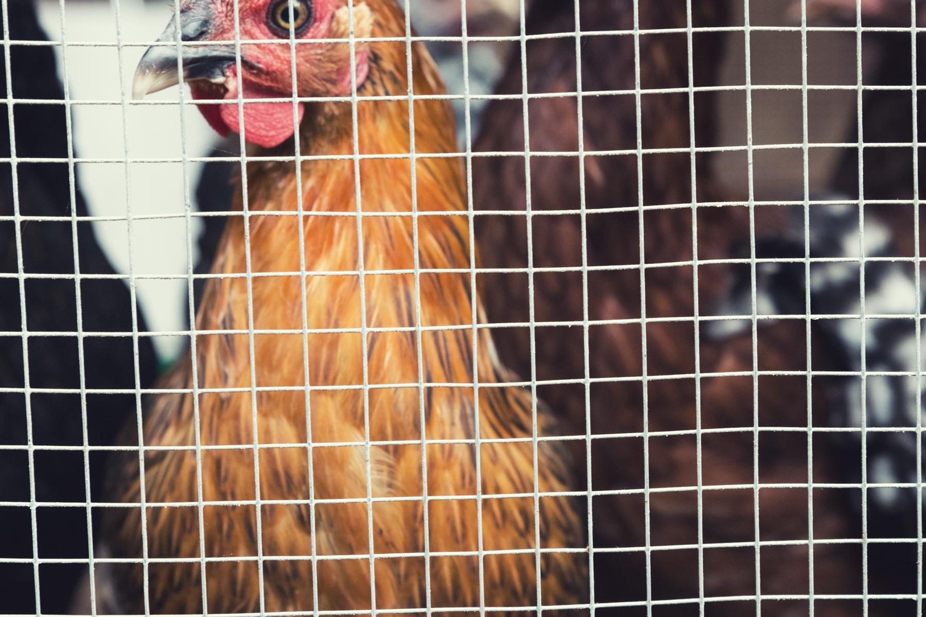 Using Electric Poultry Netting - Murray McMurray Hatchery Blog