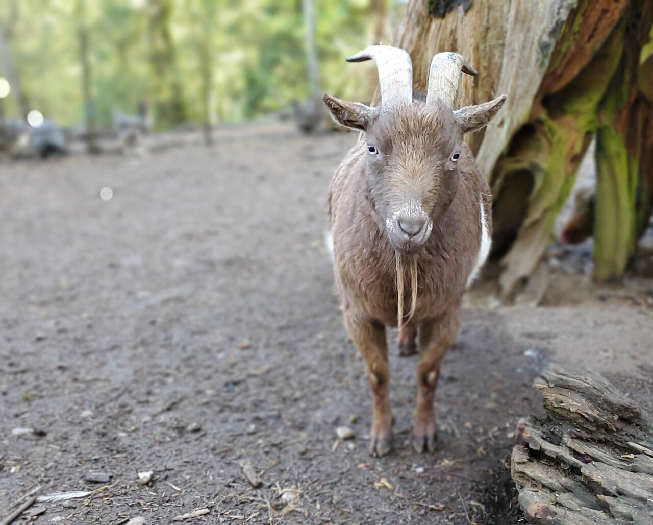 The Easiest Animals to Raise on the Homestead McMurray Hatchery Blog