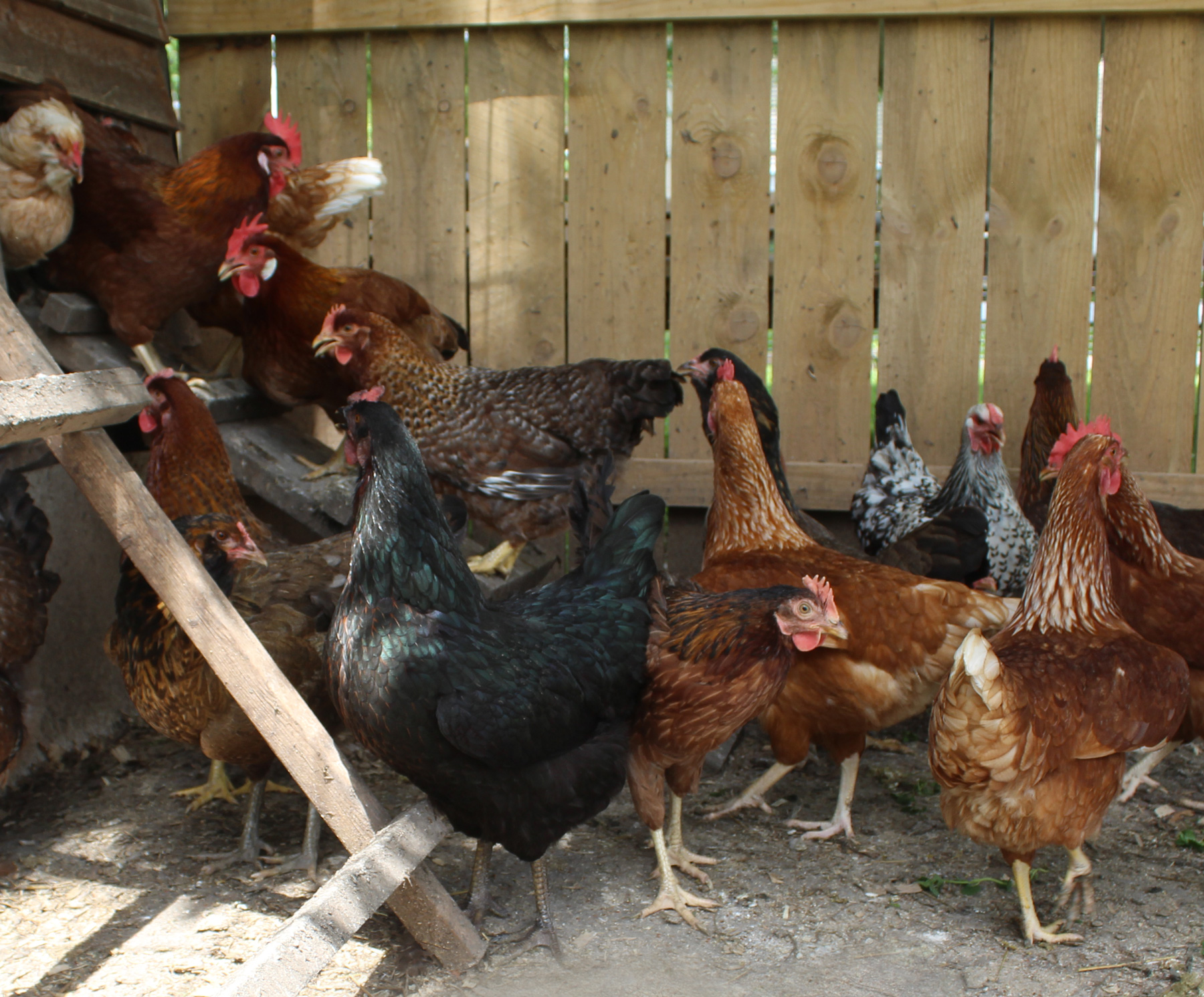 The Easiest Animals to Raise on the Homestead - McMurray Hatchery Blog