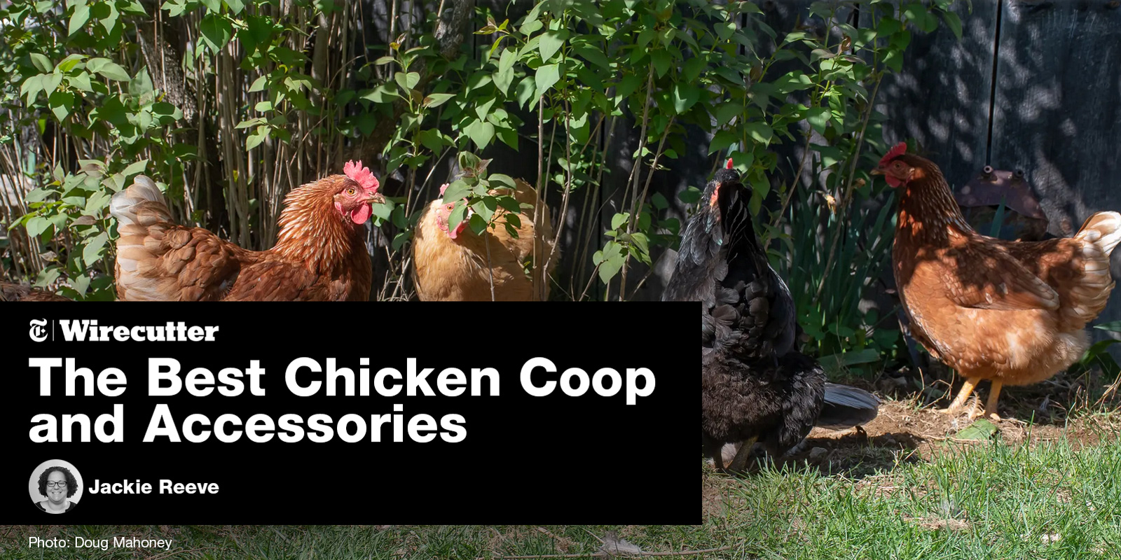 McMurray Hatchery | NYT Wirecutter | The Best Chicken Coop and Accessories