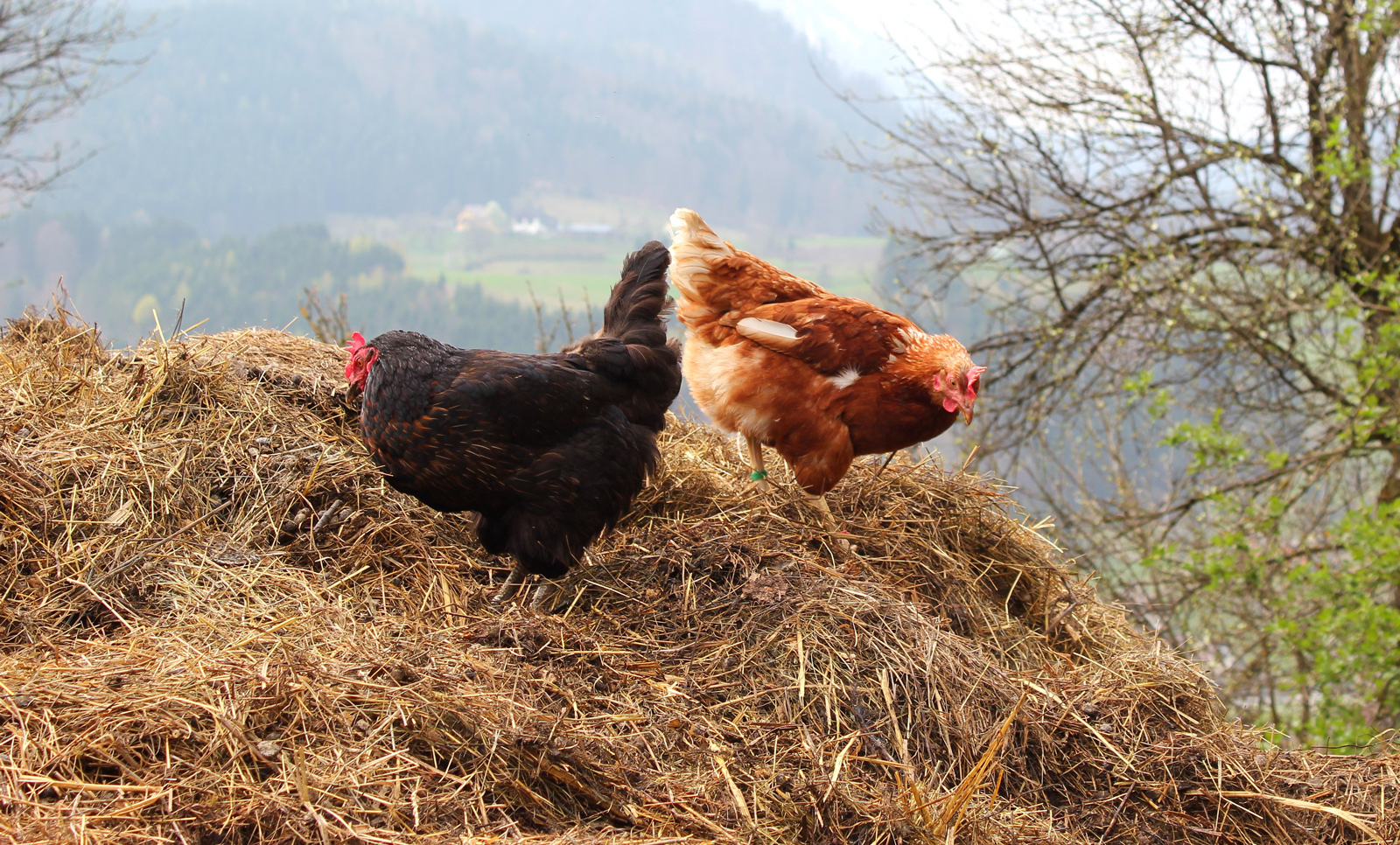 McMurray Hatchery Blog | Composting Chicken Manure Fertilizer