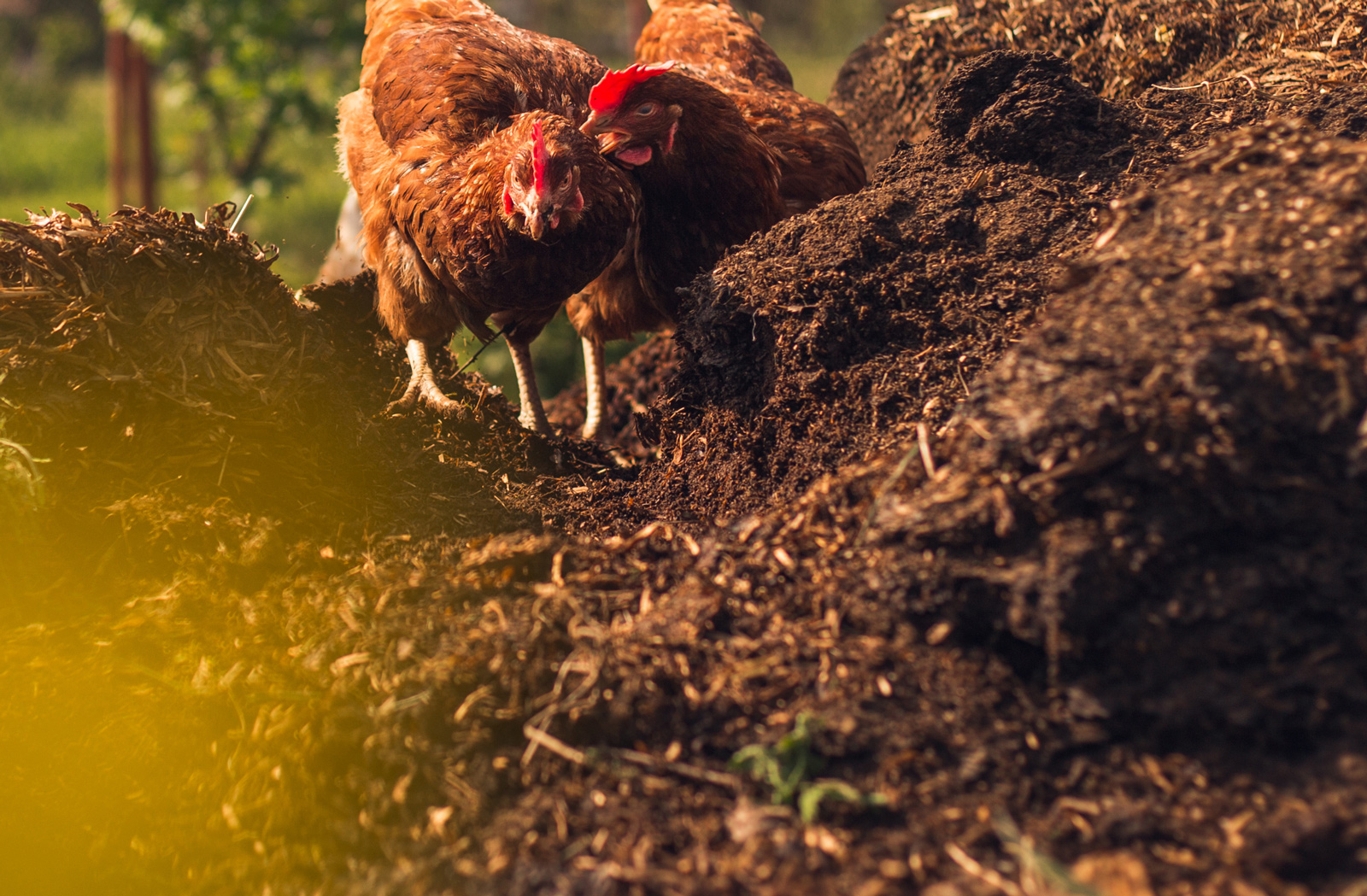 McMurray Hatchery Blog | Composting Chicken Manure Fertilizer