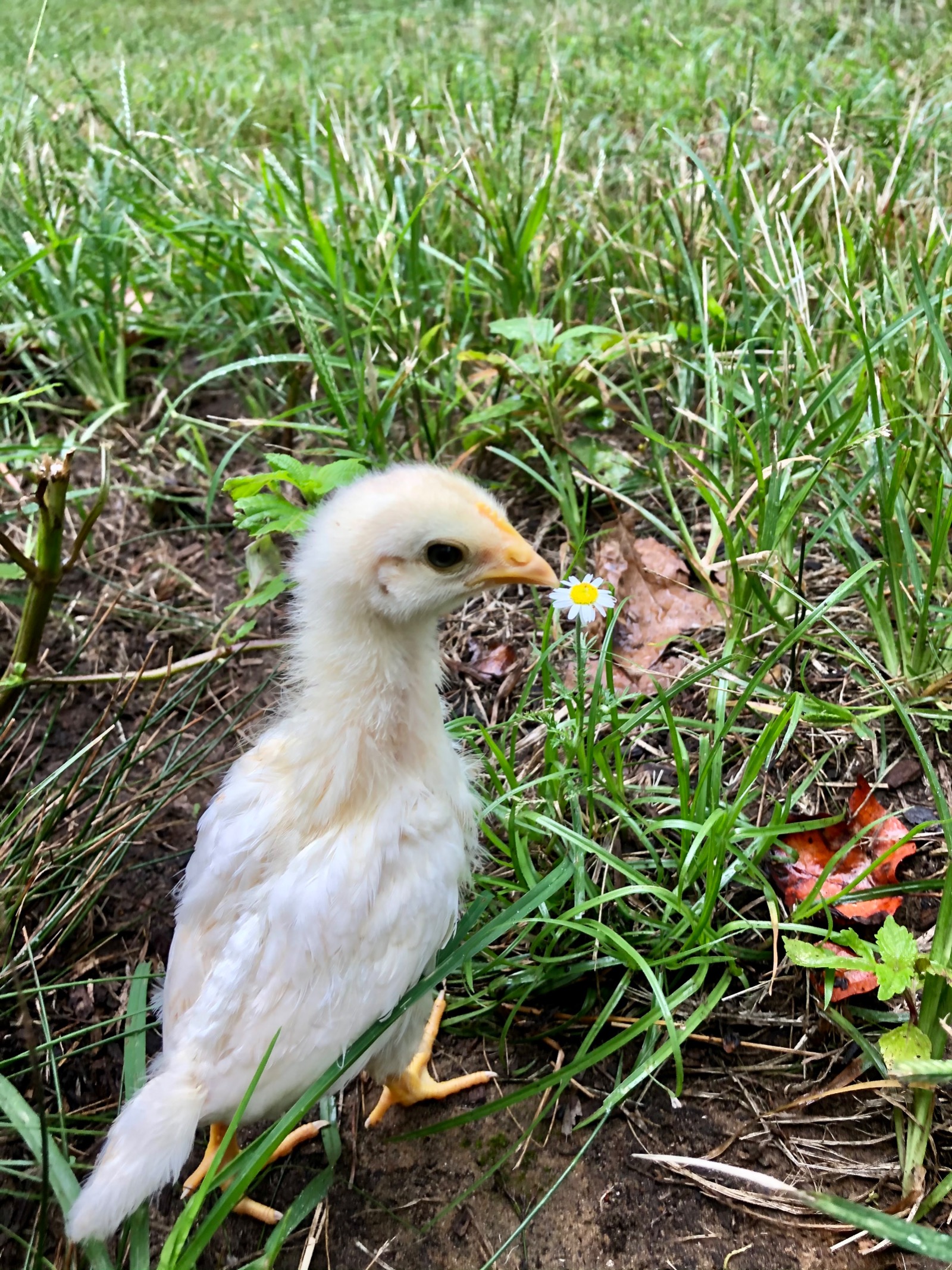 Brooding Fall Chicks | Juvenile Chick in Grass
