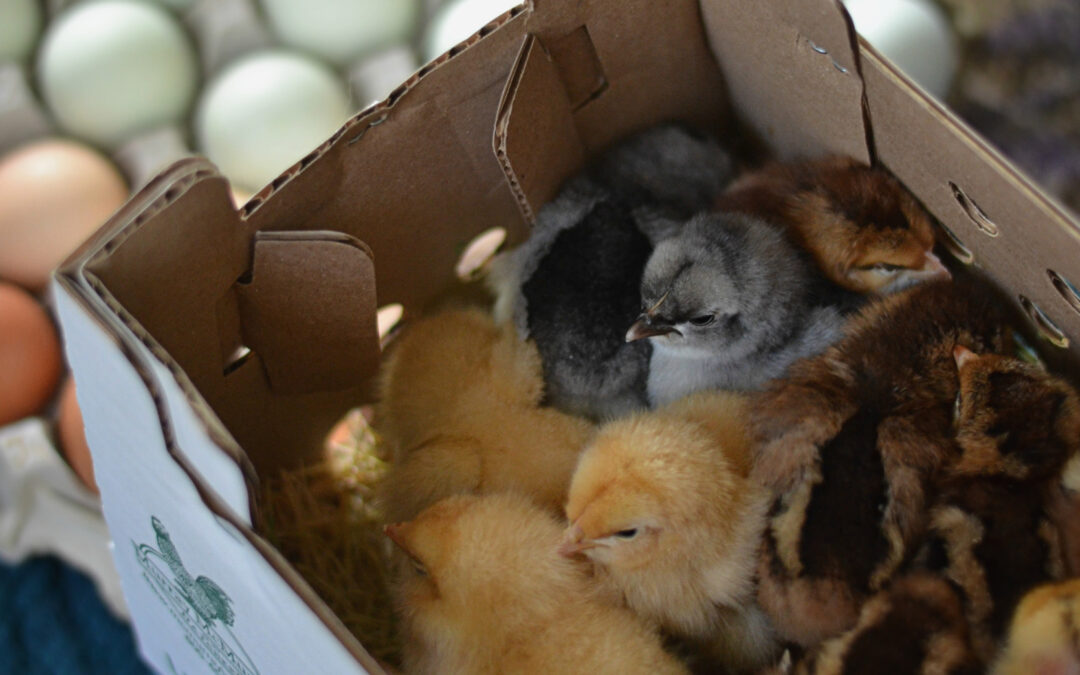 McMurray Hatchery | Brooding Fall Chicks by Janet Garman