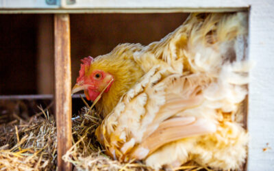 Gail Damerow Discusses Broody Hens