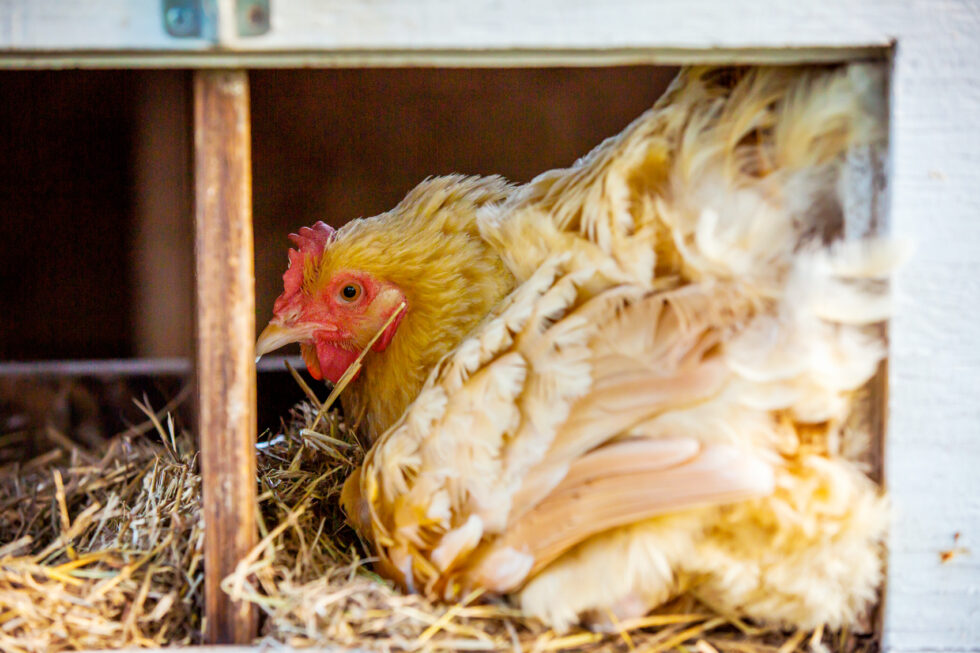 Gail Damerow Discusses Broody Hens - Murray McMurray Hatchery Blog