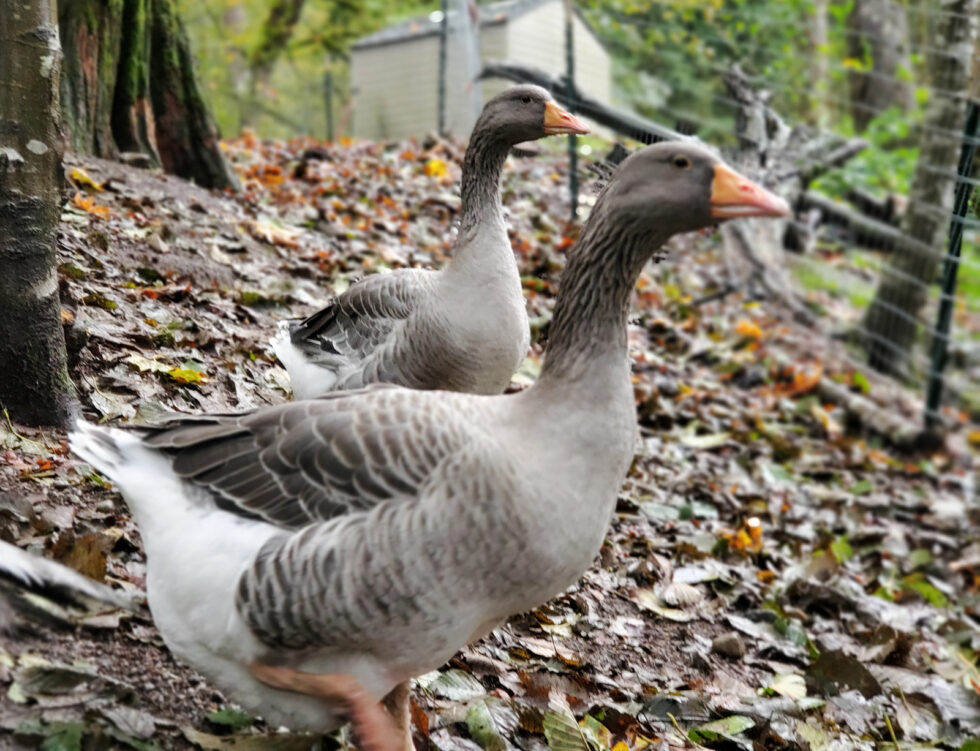 Raising Geese For Meat And As A Sustainable Protein - Murray McMurray ...