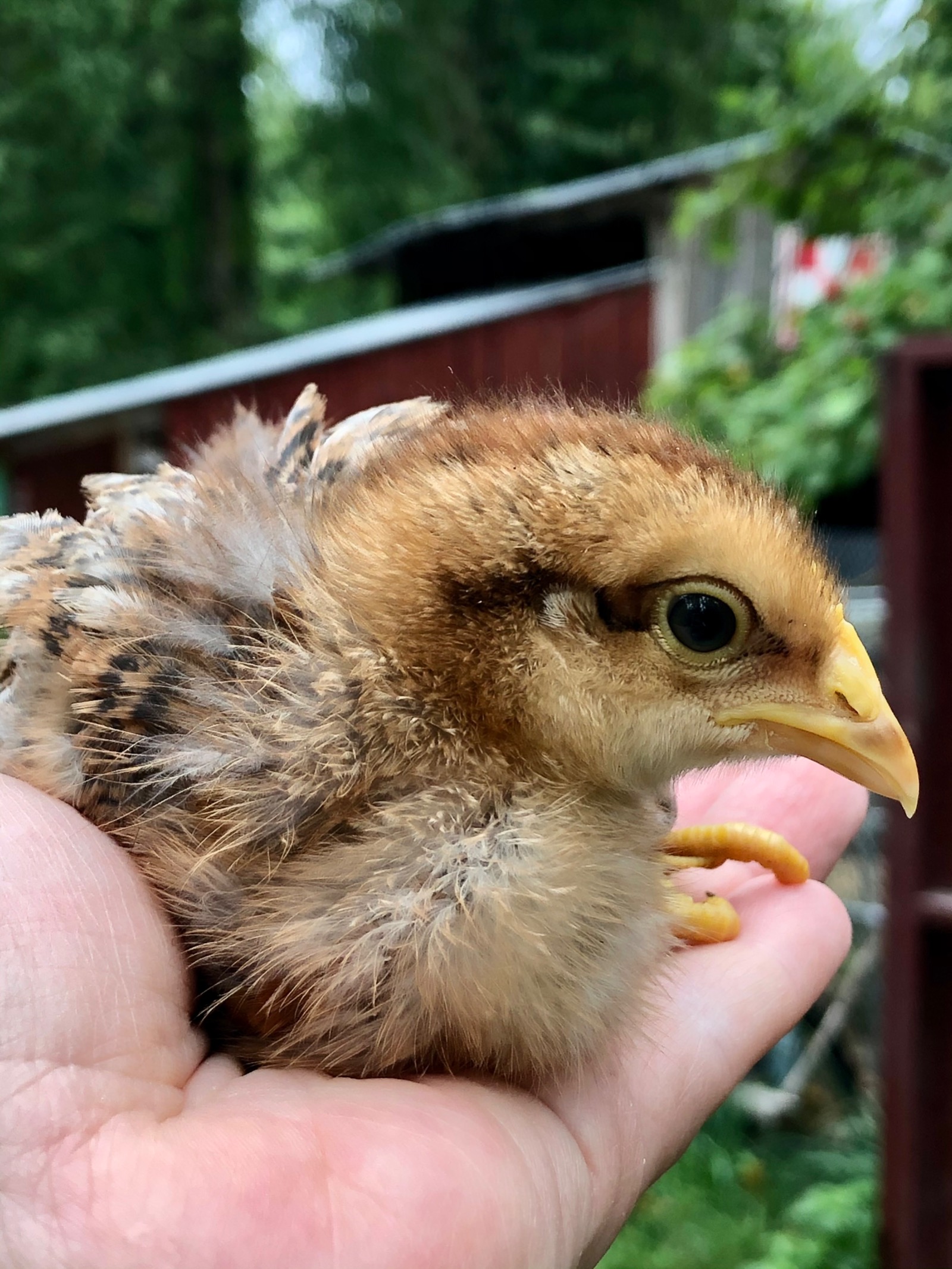 McMurray Hatchery Blog | Brooding Fall Chicks