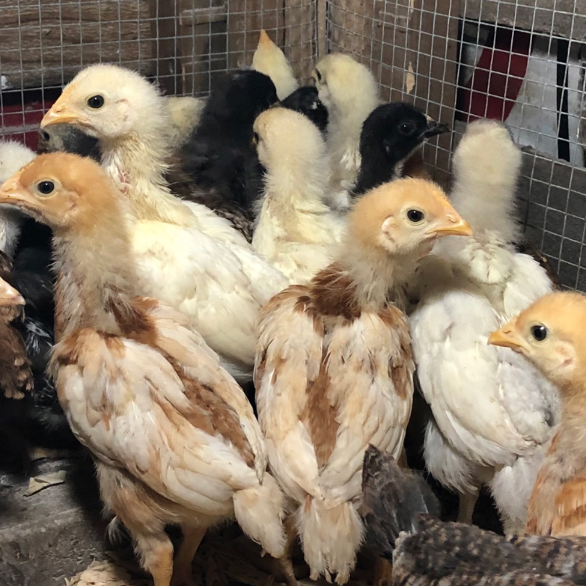 McMurray Hatchery Blog | Brooding Fall Chicks in an Outdoor Brooder