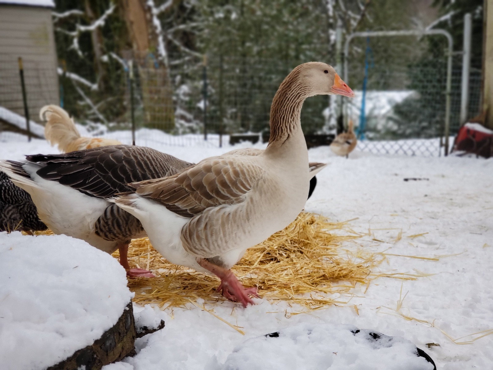 McMurray Hatchery Blog | Raising Geese as a Sustainable Protein
