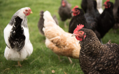 Gail Damerow Discusses How to Tell When a Chicken Is Sick
