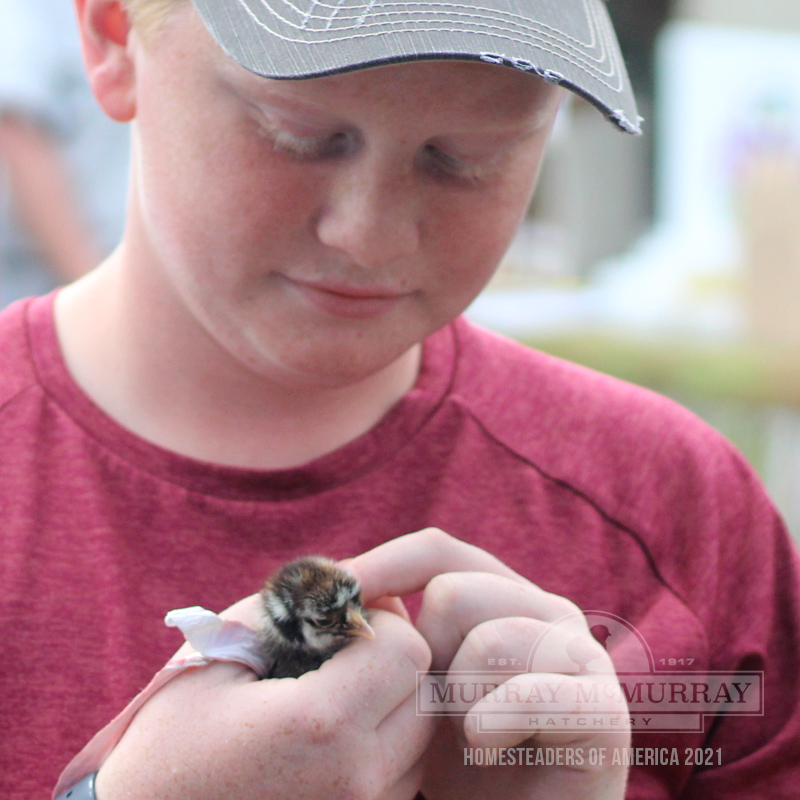 McMurray Hatchery | Baby Chicks at Homesteaders of America