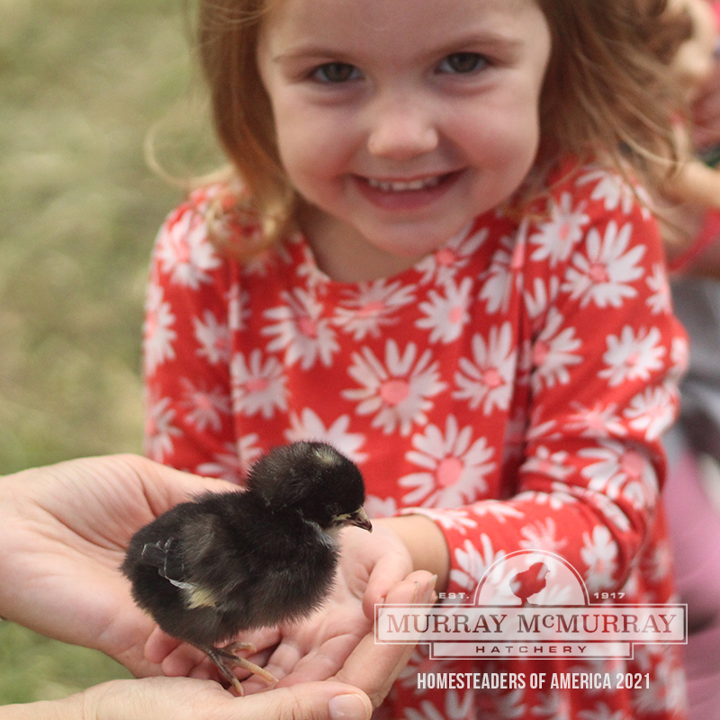 McMurray Hatchery | Baby Chicks at Homesteaders of America