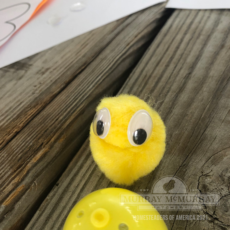 McMurray Hatchery | Baby Chicks at Homesteaders of America Kidsteader Class