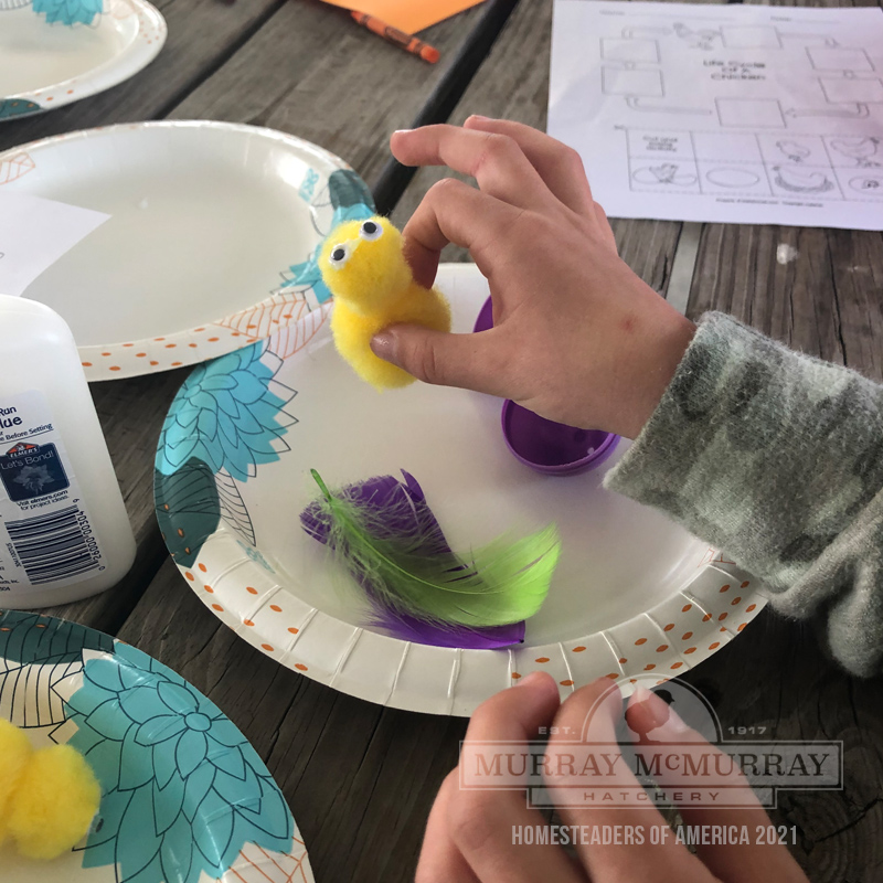 McMurray Hatchery | Baby Chicks at Homesteaders of America Kidsteader Class