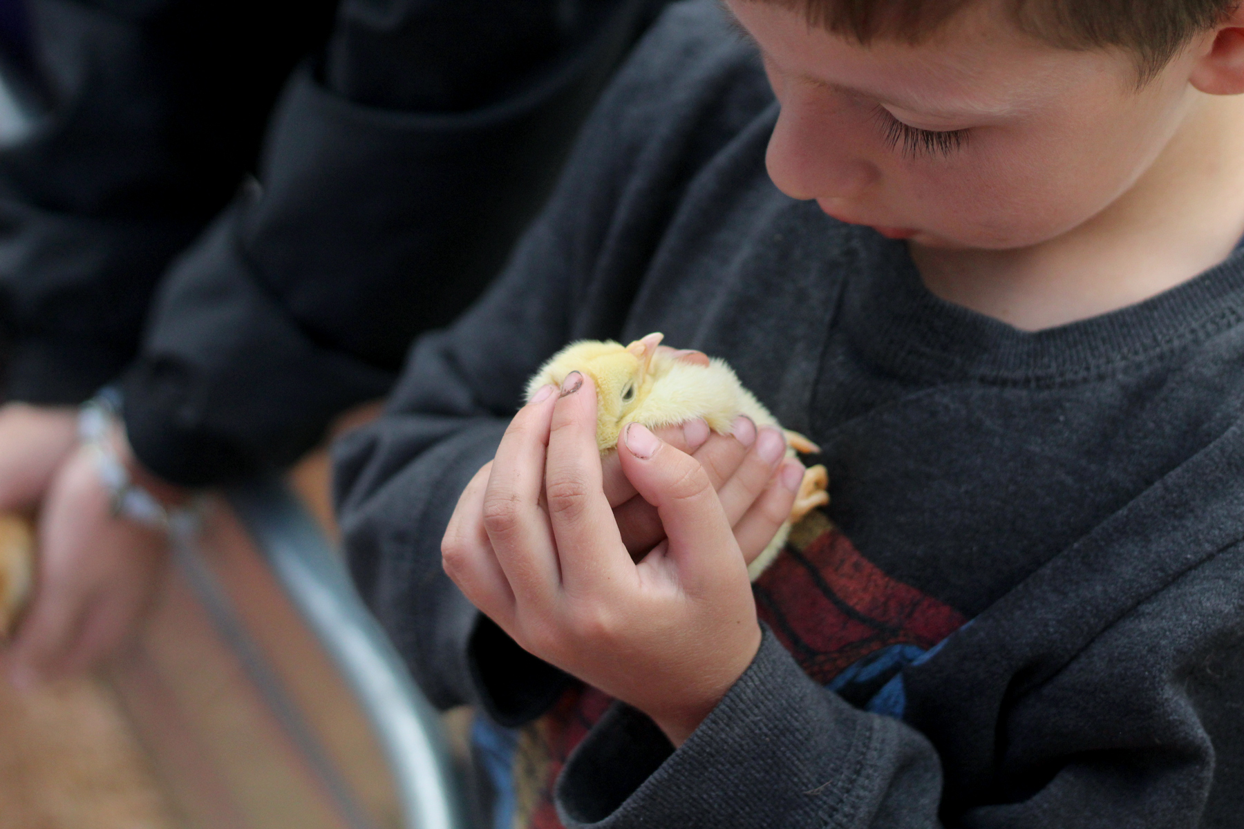 Murray McMurray Hatchery Blog