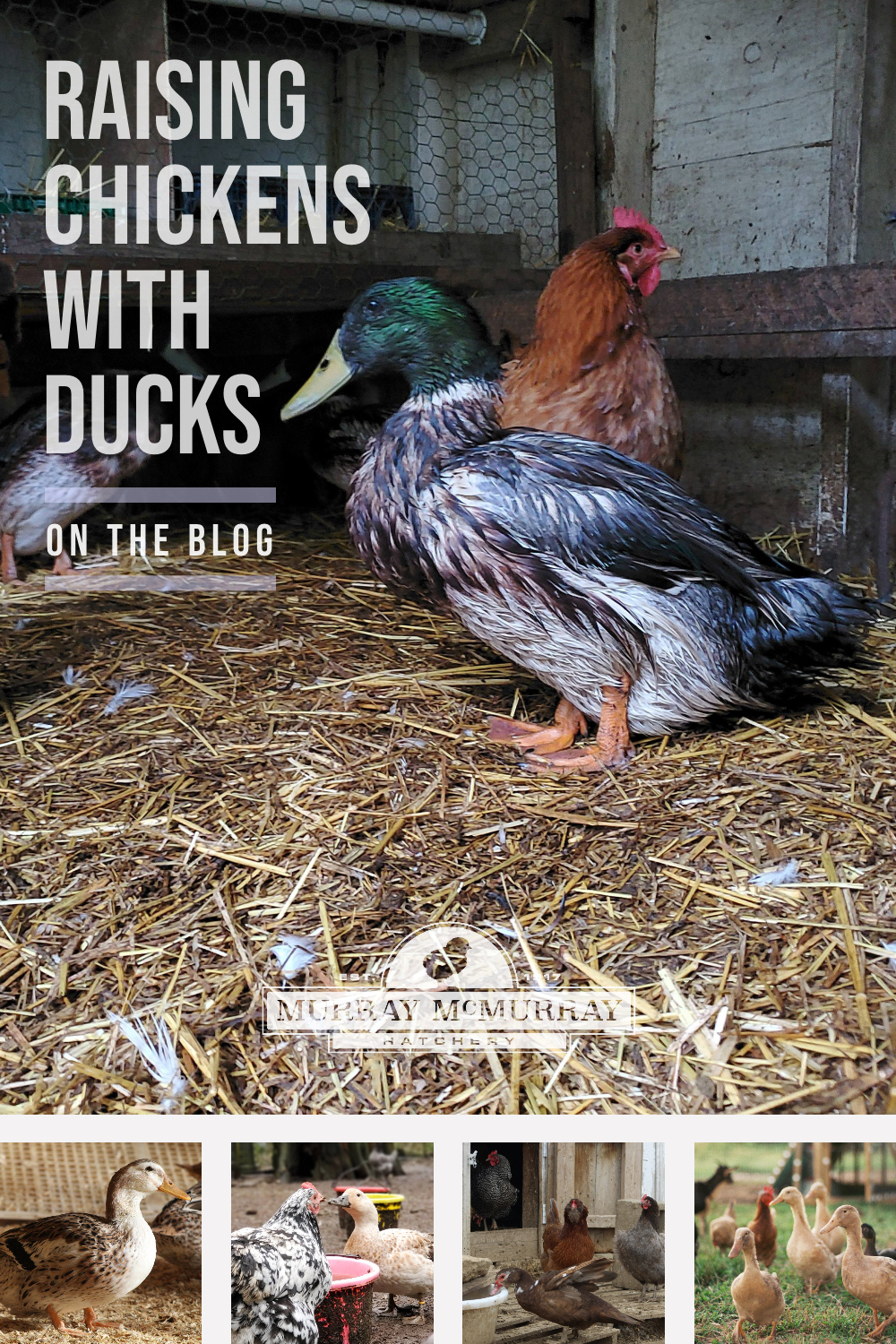 McMurray Hatchery Pinterest | Raising Chickens with Ducks