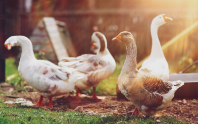 Raising Geese for Meat and as a Sustainable Protein