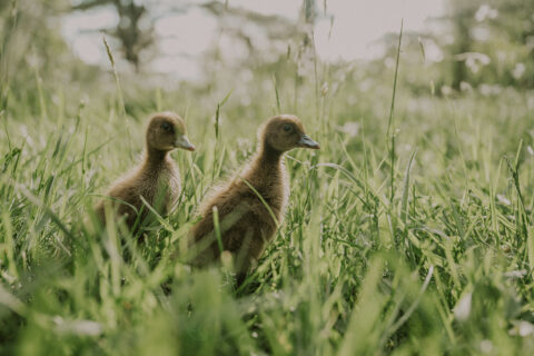 What do Ducklings Eat? - Murray McMurray Hatchery Blog