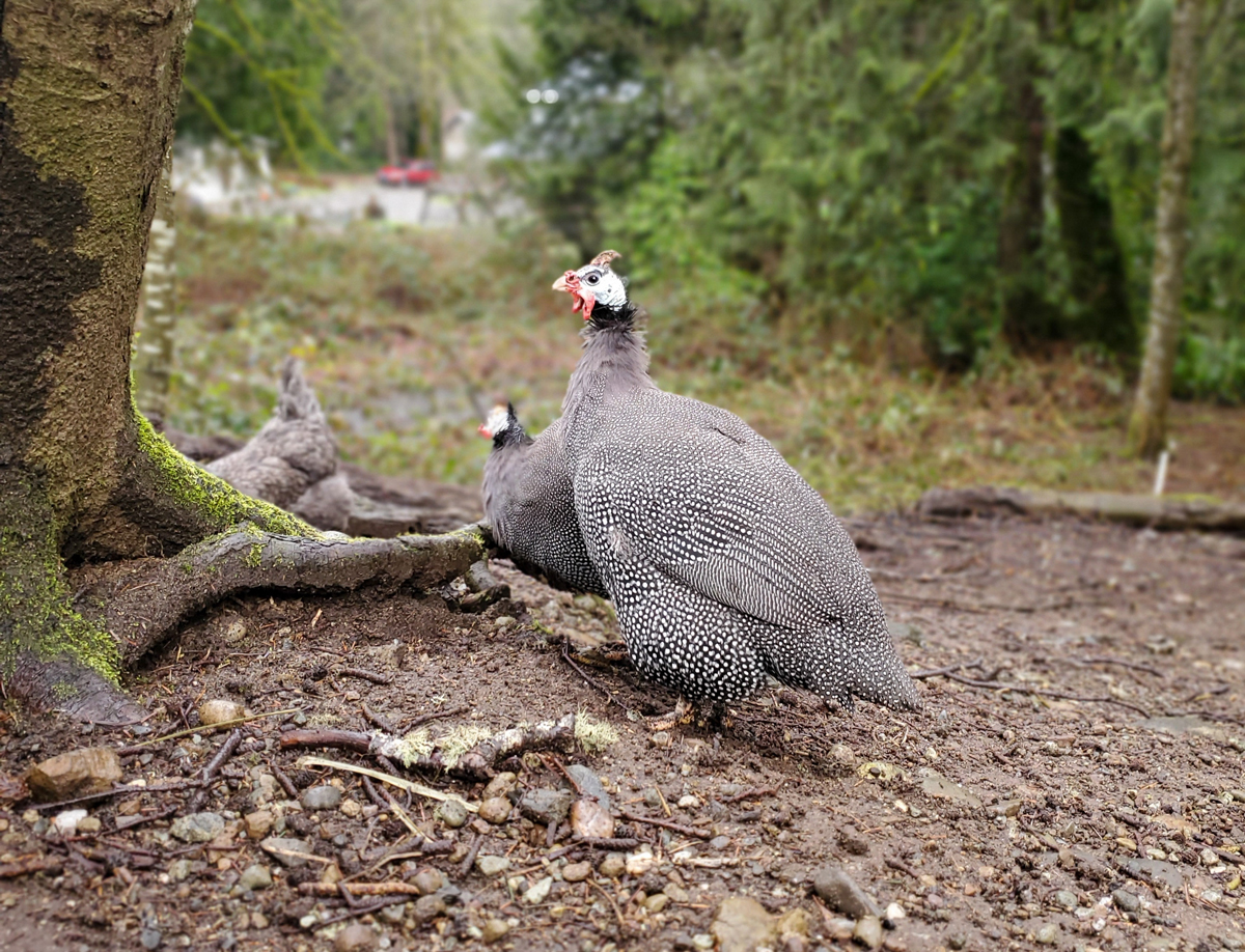 Guinea fowl, Ground-dwelling, Foraging, Pest Control