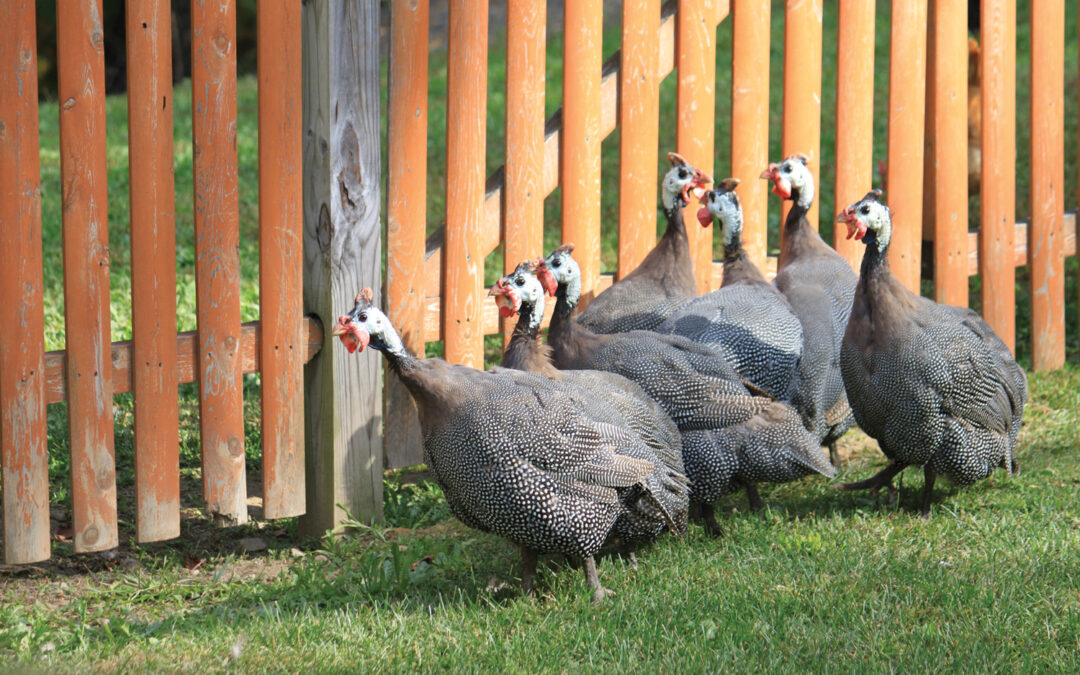 McMurray Hatchery Blog | Raising Guinea Fowl | Flock of Pearl Guineas