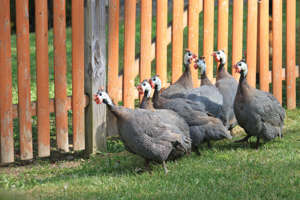 Raising Guinea Fowl Murray McMurray Hatchery Blog