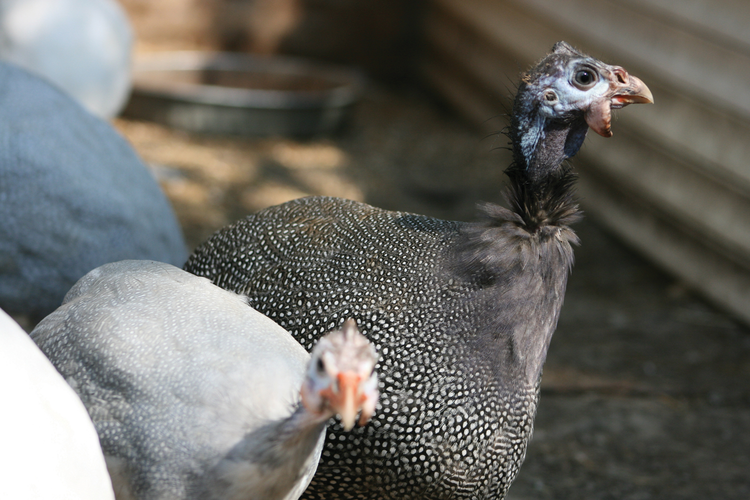 McMurray Hatchery Blog | Raising Guinea Fowl | Closeup of Pearl Guinea