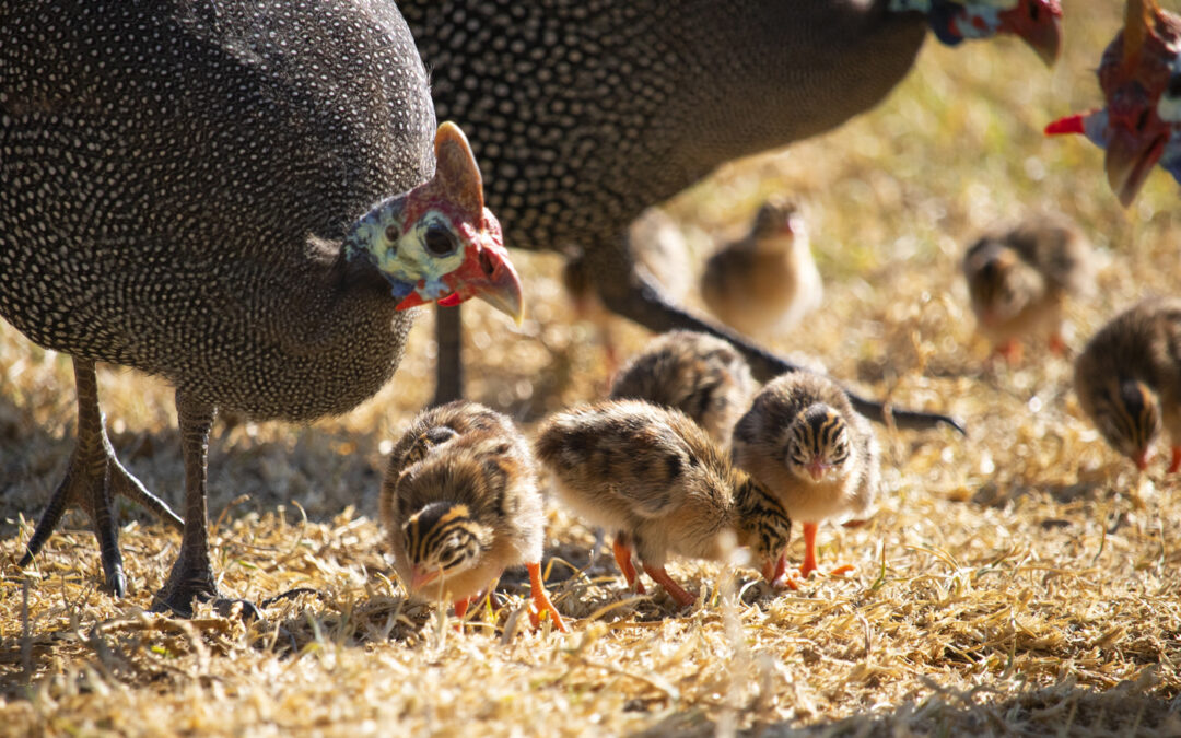 McMurray Hatchery Blog | Raising Guinea Fowl | Pearl Guinea Hen with Keets