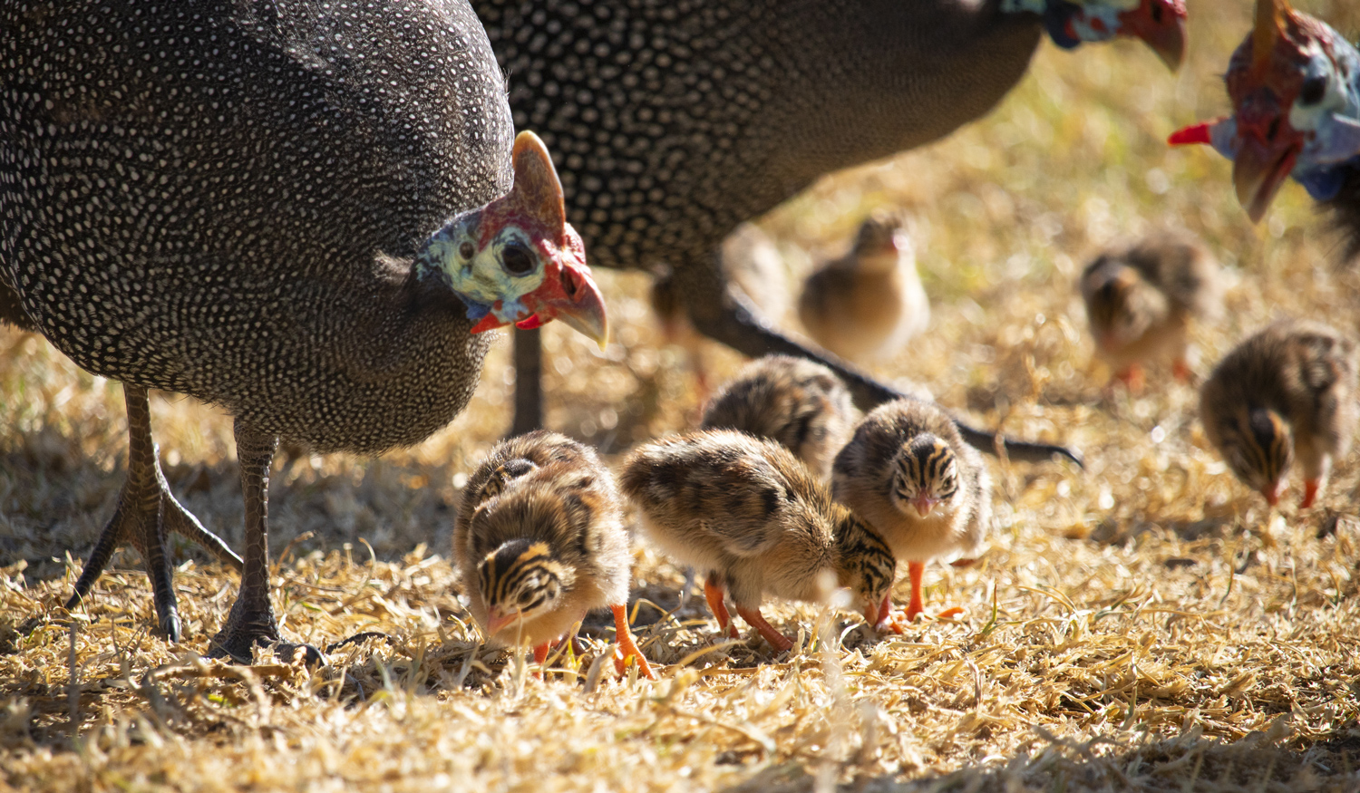 McMurray Hatchery Blog | Raising Guinea Fowl | Pearl Guinea Hen with Keets