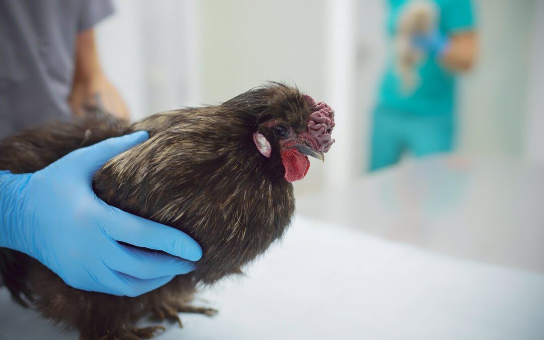 Gail Damerow Discusses Treating a Wounded Chicken