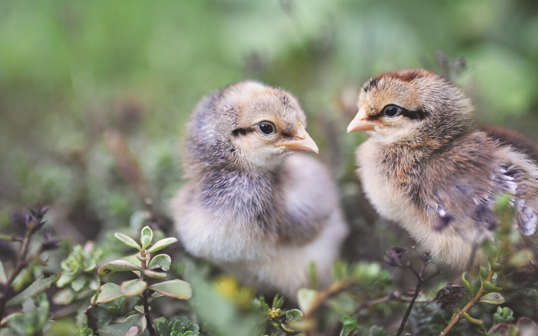 McMurray Hatchery Blog | Brooding Baby Chicks Off-Grid