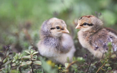 10 Tips for Brooding Chicks Off-Grid